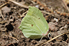 Gonepteryx rhamni